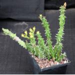 Euphorbia enormis 5-inch pots