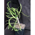 Euphorbia epiphylloides one-gallon pots