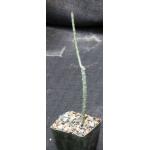 Euphorbia erlangeri 3-inch pots