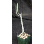 Euphorbia erlangeri 4-inch pots