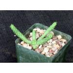 Euphorbia esculenta 4-inch pots