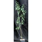 Euphorbia espinosa one-gallon pots