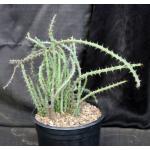 Euphorbia eyassiana 2-gallon pots