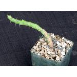 Euphorbia fascicaulis 4-inch pots