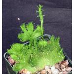 Euphorbia flanaganii (crest) 3-inch pots