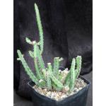Euphorbia forolensis (Brown 44) one-gallon pots