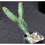 Euphorbia fractiflexa 2-inch pots