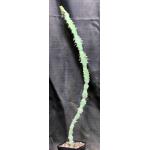 Euphorbia fractiflexa one-gallon pots