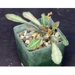 Euphorbia francoisii 4-inch pots