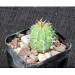 Euphorbia frankii 2-inch pots