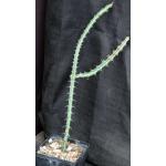 Euphorbia fluminis 5-inch pots