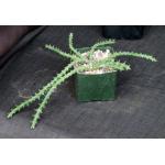 Euphorbia furcata (WY 1130) 5-inch pots