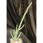 Euphorbia galgalana (B&L 765) 5-inch pots
