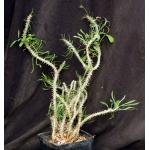 Euphorbia genoudiana one-gallon pots