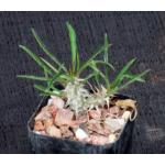 Euphorbia genoudiana 2-inch pots