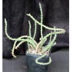 Euphorbia gillettii ssp. tenuoir 5-inch pots