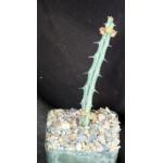 Euphorbia glochidiata 4-inch pots