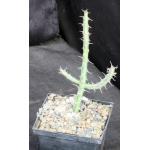 Euphorbia glochidiata 5-inch pots