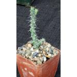 Euphorbia godana (L&N 13176) 3-inch pots