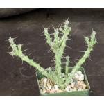 Euphorbia godana (L&N 13176) 4-inch pots