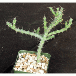 Euphorbia godana (L&N 13176) 4-inch pots