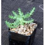 Euphorbia gorgonis (GM066) 2-inch pots