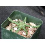Euphorbia gorgonis (GM066) 4-inch pots