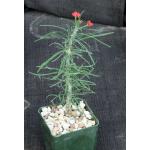 Euphorbia gottlebei 4-inch pots