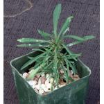 Euphorbia gottlebei 4-inch pots