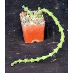 Euphorbia graciliramea 3-inch pots