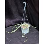 Euphorbia graciliramea 6-inch pots