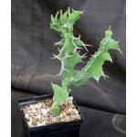 Euphorbia grandicornis (crest) 5-inch pots