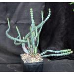 Euphorbia greenwayii one-gallon pots