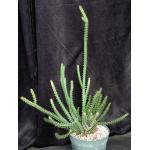 Euphorbia griseola ssp. griseola 8-inch pots