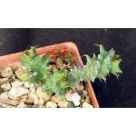 Euphorbia groenewaldii 3-inch pots