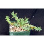 Euphorbia groenewaldii 5-inch pots