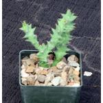 Euphorbia groenewaldii 3-inch pots