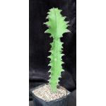 Euphorbia halipedicola one-gallon pots