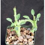 Euphorbia hamata 3-inch pots