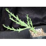 Euphorbia hamata 5-inch pots