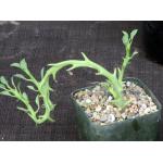 Euphorbia hamata 5-inch pots