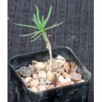 Euphorbia hedyotoides 2-inch pots