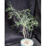 Euphorbia hedyotoides 6-inch pots