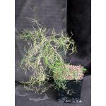 Euphorbia hedyotoides one-gallon pots