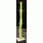 Euphorbia heptagona 5-inch pots