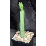 Euphorbia heptagona 5-inch pots