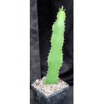 Euphorbia hermentiana (trigona) 5-inch pots