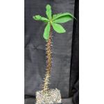 Euphorbia hislopii one-gallon pots