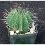 Euphorbia horrida var. horrida 3-inch pots