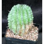 Euphorbia horrida var. horrida one-gallon pots